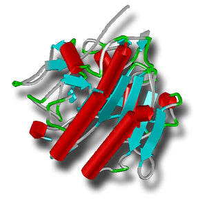 Proteinase K, DNase and RNase Free