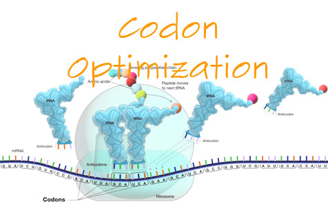 Codon Optimization