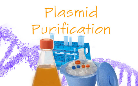 Plasmid Preparation