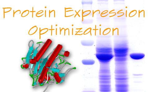 Protein Expression & Optimization
