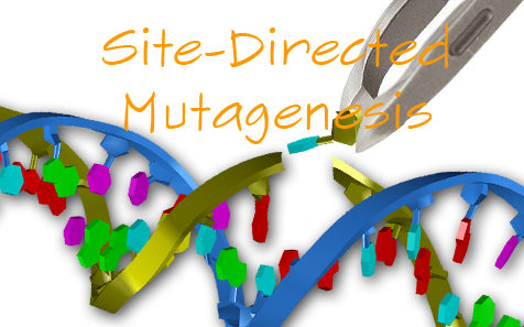 Site Directed Mutagenesis